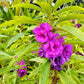 100 Mixed Colors DOUBLE CAMELLIA IMPATIENS (Balsam / Lady Slipper / Touch Me Not) Impatiens Balsamina Flower Seeds