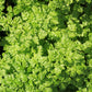 200 BRUSSELS WINTER CHERVIL Anthriscus Gourmet European Heirloom Herb Vegetable Seeds