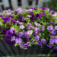 20 DOUBLE MIX PETUNIA Floribunda Red Pink Purple Flower Seeds