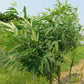 30 PIGEON PEA Dhal Gungo Puerto Rico Bean Cajanus Cajan Vegetable Seeds