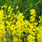 25 YELLOW WILD INDIGO Baptisia Tinctoria False Indigo Flower Seeds