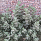 10 GIANT MILKWEED Sodom Apple Calotropis Procera Crown Flower Shrub Seeds