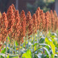 70 SUGAR DRIP SORGHUM Amber Cane Grain Sweet Syrup Vegetable Seeds