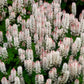 20 HEARTLEAF FOAMFLOWER White & Pink Tiarella Wherryi Coolwort Flower Seeds