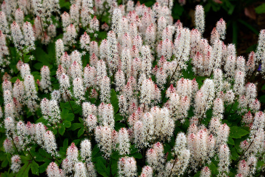 20 HEARTLEAF FOAMFLOWER White & Pink Tiarella Wherryi Coolwort Flower Seeds
