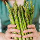 100 MARY WASHINGTON ASPARAGUS Officinalis Perennial Vegetable Seeds