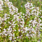 1000 WHITE FOXGLOVE BEARDTONGUE Penstemon Digitalis Flower Seeds