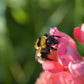 2000 PINK SNAPDRAGON Antirrhinum Majus Flower Seeds