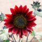 25 RED SUN SUNFLOWER Helianthus Annuus Flower Seeds