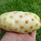 20 NONI Cheese Fruit Great Morinda Citrifolia Indian Beach Mulberry Shrub Tree Seeds