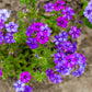 100 Mixed Colors DRUMMOND PHLOX MIX Pink, Red, White, Purple Phlox Drummondii Flower Seeds