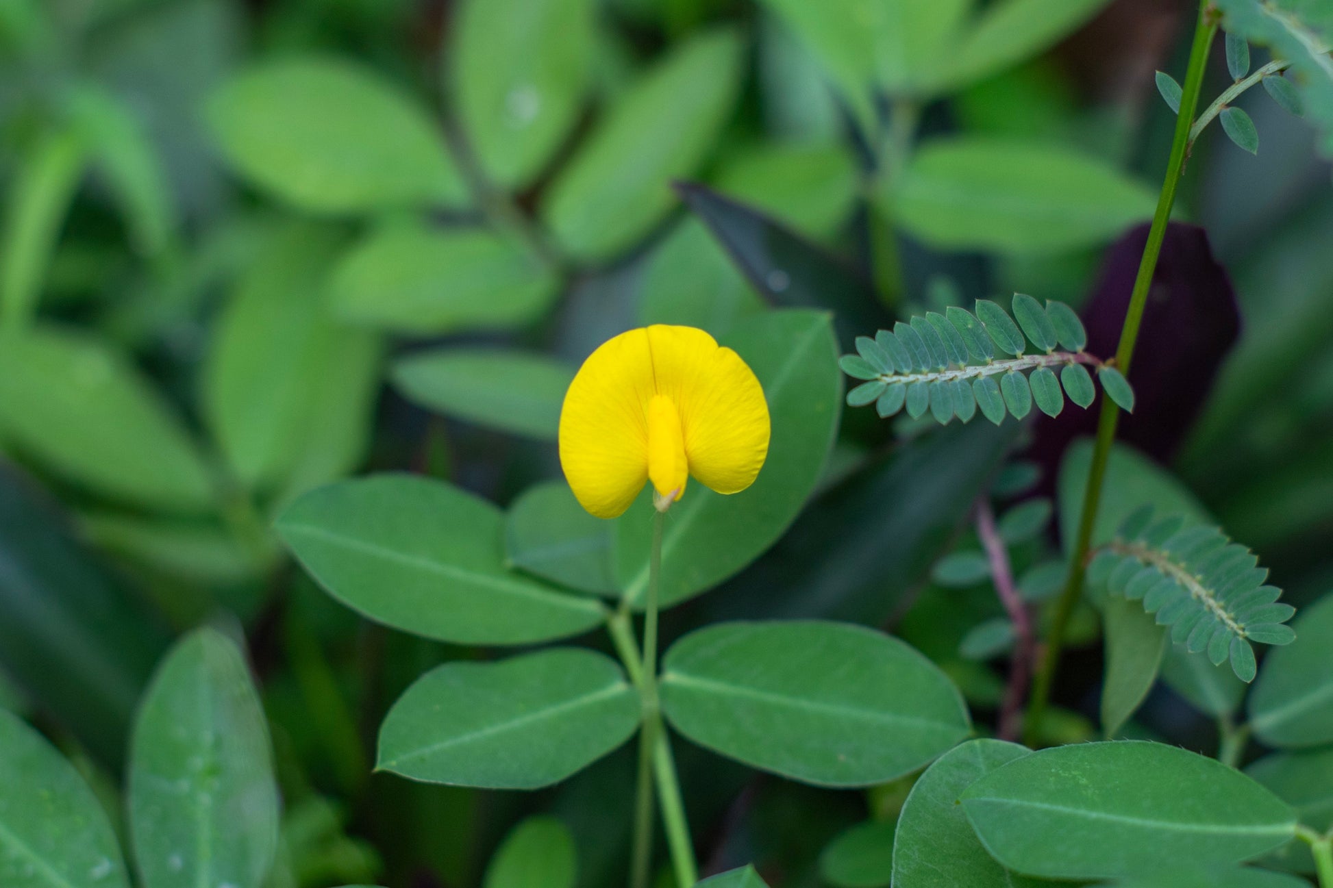 valencia peanut seeds for planting 15 Seeds TENNESSEE RED PEANUT Valencia Arachis Hypogaea Perennial Nut Plant