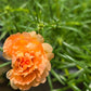 50 ORANGE CARNATION Dianthus Caryophyllus Chabaud Double Flower Seeds