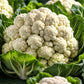 250 SNOWBALL SELFBLANCHING CAULIFLOWER White Brassica Oleracea Vegetable Seeds