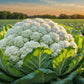 250 SNOWBALL CAULIFLOWER Brassica Oleracea Botrytis Vegetable Seeds