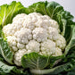 250 SNOWBALL SELFBLANCHING CAULIFLOWER White Brassica Oleracea Vegetable Seeds