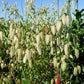 100 QUAKING GRASS (Rattlesnake Grass) Briza Maxima Seeds