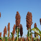 50 M81E SORGHUM Light Amber Syrup Bicolor Vegetable Grain Seeds