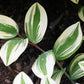 15 Variegated SOLOMONS SEAL Polygonatum Biflorum Canaliculatum Flower Seeds