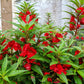 100 IMPATIENS (Balsam / Lady Slipper / Touch Me Not) Impatiens Balsamina Flower Seeds