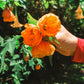 30 Mixed Colors FLOWERING MAPLE (Chinese Bell Flower) Abutilon Hybridum Shrub Bush Small Tree Seeds