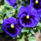 50 DEEP BLUE Blotch PANSY Swiss Giant Viola Wittrockiana Ullswater Flower Seeds