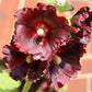 25 BURGUNDY RED HOLLYHOCK Alcea Rosea Flower Seeds Perennial