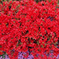 10 RED CUMBERLAND AZALEA Rhododendron Cumberlandense Bush Shrub Flower Seeds