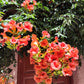 25 Orange HUMMINGBIRD TRUMPET CREEPER Campsis Radicans Vine Flower Seeds