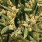 10 CANINO OLIVE TREE Olea Europaea Canino Edible European Common Green Black Fruit Seed