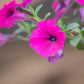 1000 SHANIN PETUNIA Integrifolia Violacea Pink Purple Wild Flower Seeds