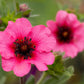 50 NEPAL CINQUEFOIL / POTENTILLA Nepalensis Pink Red Flower Seeds