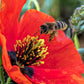 1000 Red AMERICAN LEGION (Corn / Shirley / Flanders) POPPY Papaver Rhoeas Flower Seeds