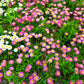 100 PINK ENGLISH DAISY Bellis Perennis Tasso Pink Double Flower Seeds