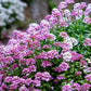 2000 Fairy DWARF MIX CANDYTUFT Iberis Umbellata Flower Seeds