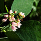 30 WESTERN SNOWBERRY Shrub White Pink Flower Symphoricarpos Occidentalis Seeds
