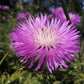 500 MIXED SWEET SULTAN Imperialis Mix Amberboa Moschata Centaurea Flower Seeds - Pink, Rose, Lilac, Purple, Mauve, White, & Yellow