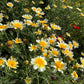 1000 GARLAND CROWN DAISY Chrysanthemum Coronarium Glebionis White Yellow Flower Seeds