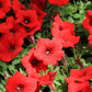 500 Fire Chief RED PETUNIA Nana Compacta Sun Annual AAS Winner Fragrant Hummingbird Flower Seeds