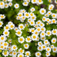 300 FEVERFEW Tanacetum Parthenium Herb Flower Seeds