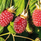 100 RED RASPBERRY Rubus Idaeus Fruit Bush Vine Seeds