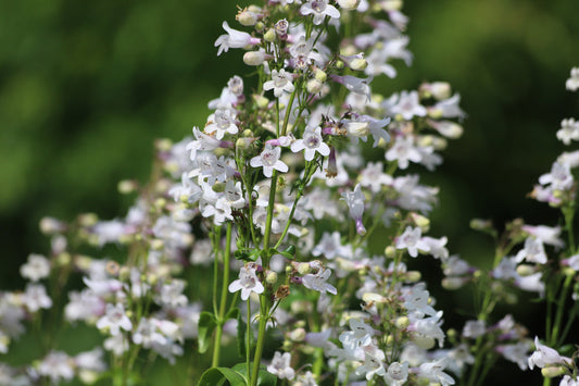1000 WHITE FOXGLOVE BEARDTONGUE Penstemon Digitalis Flower Seeds