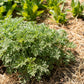 500 ABSINTHE WORMWOOD Common Artemisia Absinthium Green Ginger Herb Flower Seeds