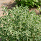 100 White HOREHOUND Marrubium Vulgare Herb Flower Seeds