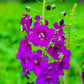 50 VIOLETTA VERBASCUM Phoeniceum Purple Mullein Nectar Flower Seeds
