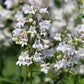 1000 WHITE FOXGLOVE BEARDTONGUE Penstemon Digitalis Flower Seeds