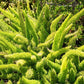 10 EMERALD ASPARAGUS FERN A. Densiflorus Mazeppa Houseplant Flower Seeds