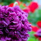 250 Organic PEONY POPPY MIX Papaver Paeoniflorum Mixed Colors Red, White, Pink, Black, Purple, Salmon, Bronze, Lilac, & Bicolor Flower Seeds