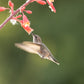 1000 Bulk RED YUCCA Hesperaloe Parviflora Hummingbird Coral Yucca Flower Seeds