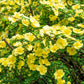 10 Golden Yellow FATHER HUGO ROSE Rosa Hugonis Flower Bush Shrub Seeds